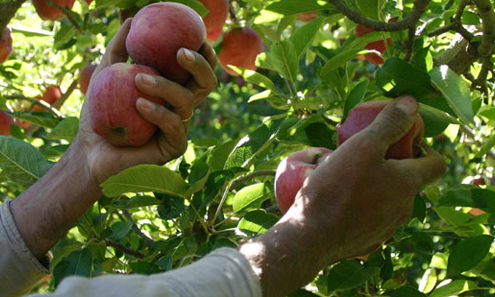 Adelantaron el calendario de cosecha para la manzana Rome Beauty - Revista  InterNos