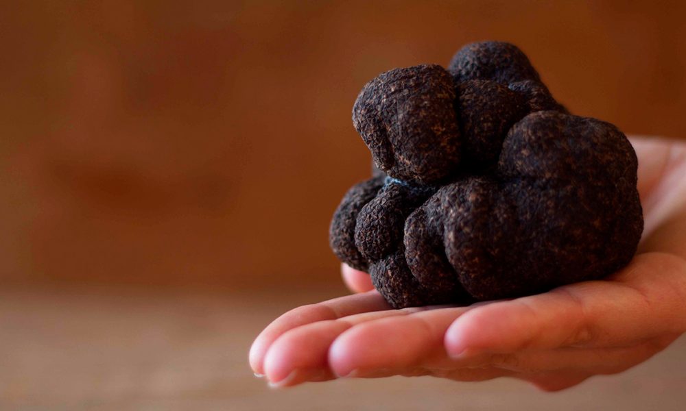 Trufa Negra Argentina – Trufas del Nuevo Mundo